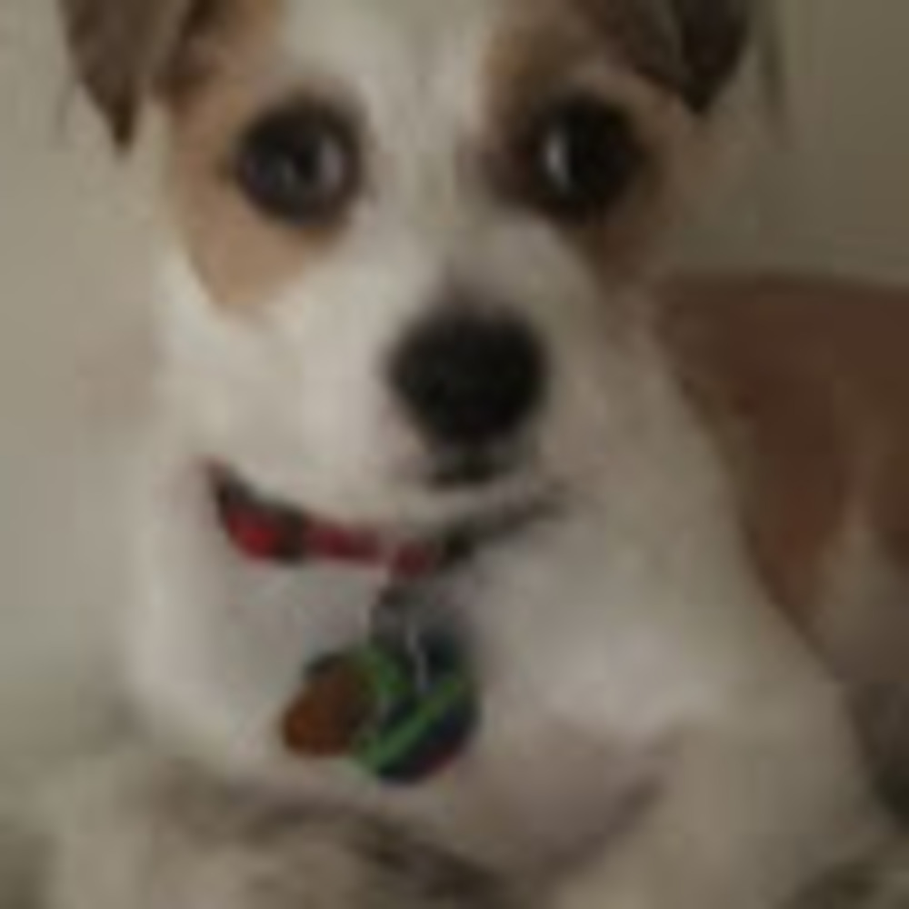 Meet your Posher, Irene